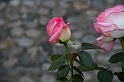 Festa delle rose_33